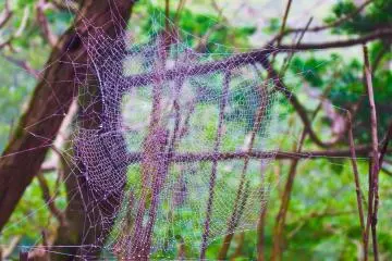 <p>One of several spider webs encountered at the start of the hike, visible largely due to the thick condensation gathered from the fog</p>