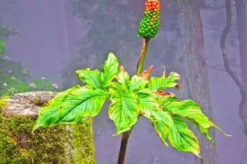 <p>Along this trail were several unusual plants</p>