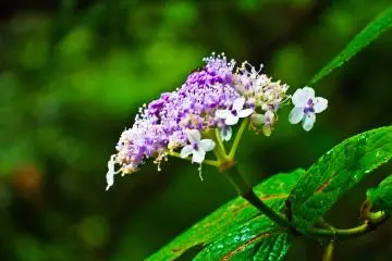 <p>Interestingly, there were several different kinds of special mountain Hydrangeas. This was just one of many found along Oyama's slopes</p>