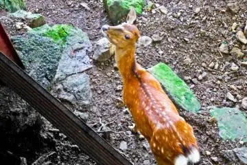 <p>At the side of Lower Afuri Shrine is a deer enclosure where tourists can feed this creature with several plates of food which are usually left on a table. You are expected however to make a small donation for this</p>