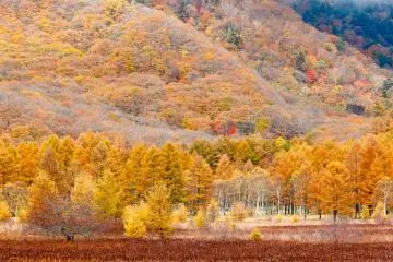 สีทอง