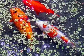 <p>Some colorful carp swimming around in the small pond located inside Jochi-ji Temple&rsquo;s front garden</p>