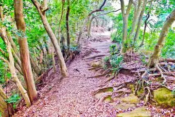 <p>The trail now passes through a forest; the interesting bit begins here!</p>
