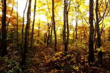 <p>When you pass through the Kagikake Mountain Pass on the&nbsp;Daisen Beltway, you'll get into beech forests along the 'Third Stream', 'Second Stream' and 'First Stream'</p>