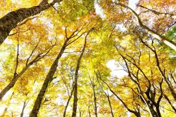 <p>All around you, for 360-degrees, everything is colored in gold. Autumn colors without red are unique, but strangely relaxing</p>