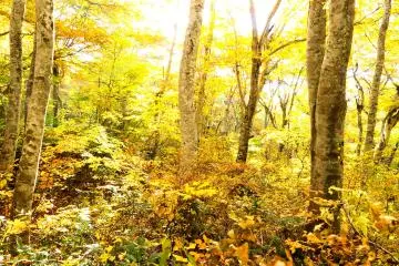 <p>The beech forests in Mt. Daisen are the largest in west Japan</p>