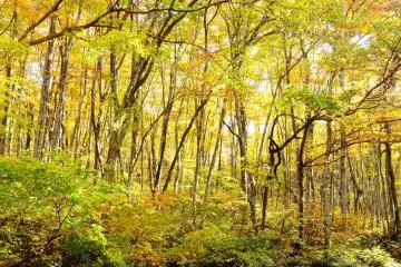 <p>Usually, Daisen Beltway is not busy, but in autumn many people in cars are on the road to see these beautiful leaves</p>