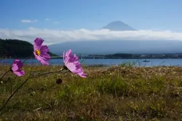 <p>พอจะมีดอกไม้ประดับฟูจิอยุ่บ้างที่ kawaguchiko</p>