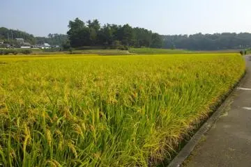 The rice fields down from the pagoda. The light green yellow color of fall before harvesting