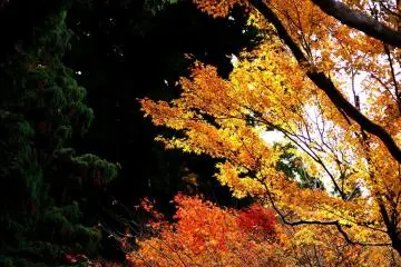 <p>At Yusei-en Garden, autumn leaves fall like dancing fire sparks</p>