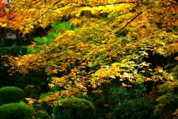 <p>I forgot about time and looked at these beautiful leaves for a long time from the Guest Hall</p>