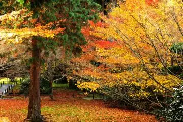 <p>The cedar tree grove in Yusei-en Garden has brilliant company this time of the year</p>