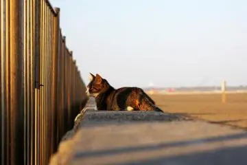 <p>There's many cats around the park area, this one is sitting calmly by while airplanes whiz overhead every couple of minutes.&nbsp;</p>