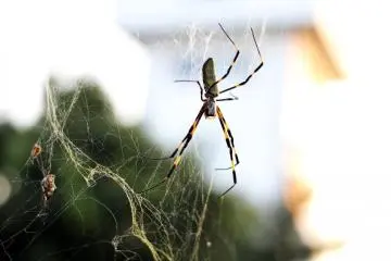 <p>The park has a lot of wild, untamed bushes which are teeming with insects, so be careful and always watch out if you plan to go near the trees.&nbsp;</p>