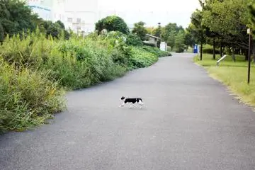 <p>There's a lot of cats that live in this park or come here to relax, I saw at least 6 or more cats during my visit and I'm sure there's quite a few more.&nbsp;</p>