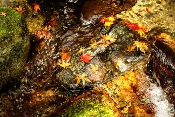 <p>In autumn, colorful maple leaves replace the hydrangeas of early summer</p>