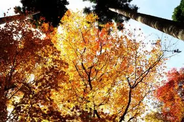 <p>Wherever I looked up, I saw beautiful paintings all around me</p>