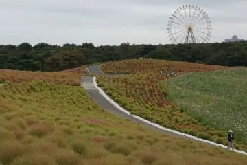 <p>พุ่ม Kokia กับดอก cosmos</p>