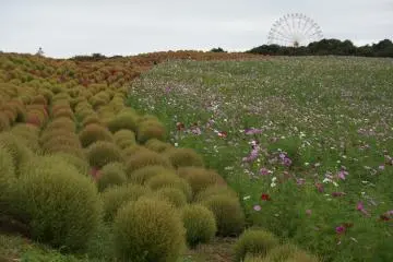 <p>พุ่ม Kokia กับ ดอก cosmos แบ่งอาณาเขตกันชัดเจน</p>