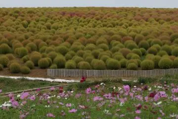 ชมพุ่มแดง ที่ Hitachi Seaside Park