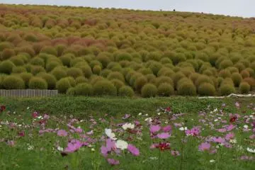 <p>ให้ดอก cosmos เป็นตัวเอกแทนบ้าง</p>