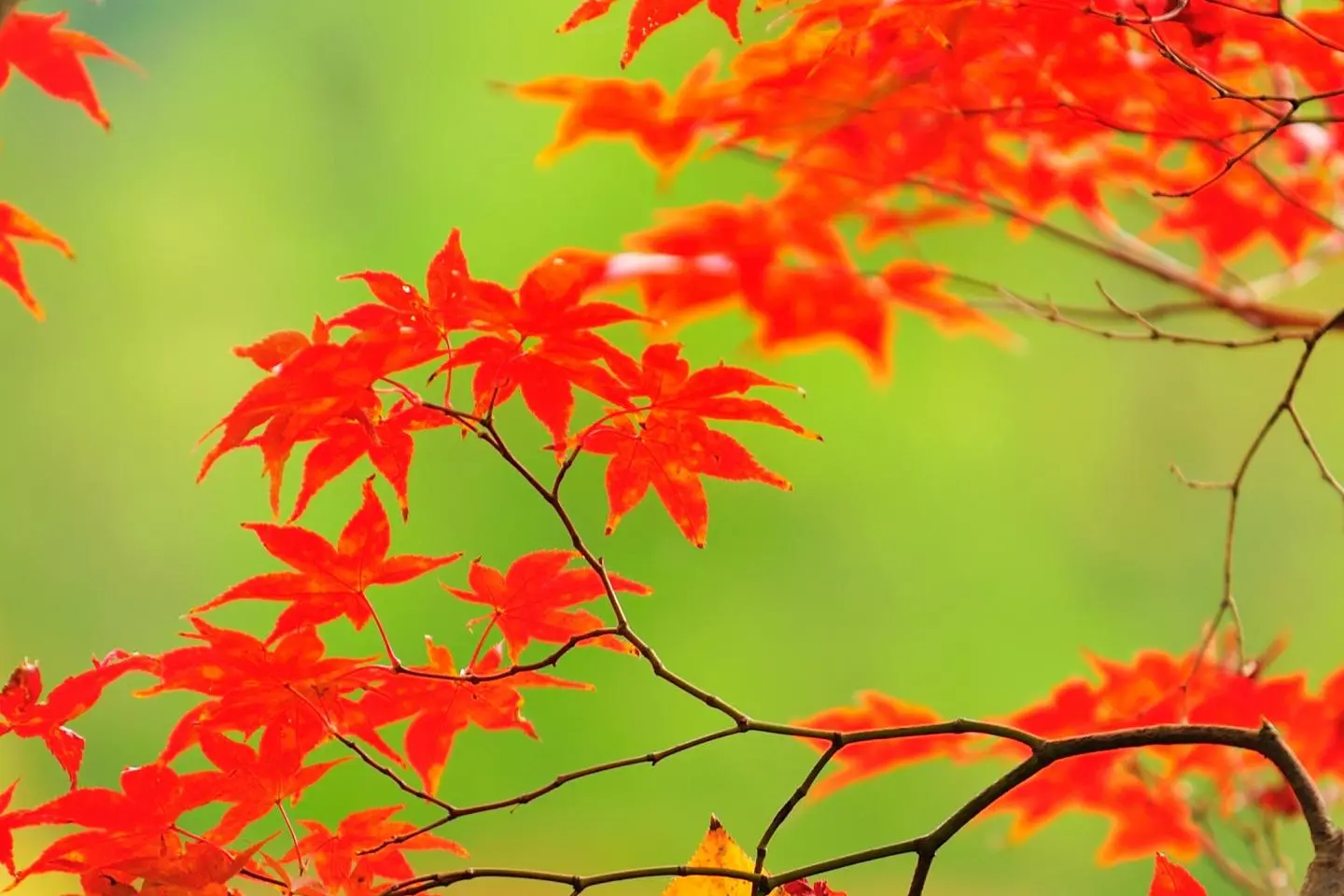 Autumn Foliage of Eikando, Kyoto: 2