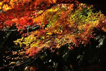 <p>Even the leaves of some cherry trees are within this maple tree cascade</p>