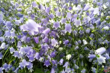 <p>ดอกระฆังฟ้า หรือ Bluebell สายพันธุ์หนึ่งที่กำลังแข่งกันเบ่งบานในโทนสีม่วงอ่อนอันแสนสวยงาม</p>
