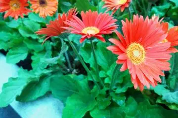<p>หนึ่งในดอกไม้ตระกูลเบญจมาศสีแดงสดที่กำลังเบ่งบานอย่างงดงาม</p>