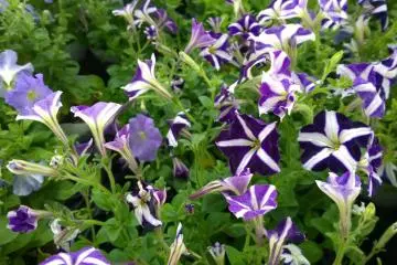 <p>Morning glory หรือดอกในตระกูลผักบุ้งฝรั่งที่มีสีสันแปลกตาด้วยเฉดสีม่วงสดที่แซมด้วยเส้นสีขาวภายในกลีบดอก สวยงามโดดเด่นอย่าบอกใคร</p>