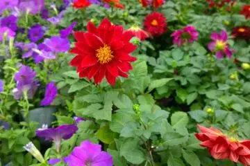 <p>ดอกไม้พันธุ์หนึ่งที่มาในเฉดสีแดงสดกำลังฉายเดี่ยวเบ่งบานแข่งกับดอกไม้พันธุ์อื่นๆ หลากสี</p>
