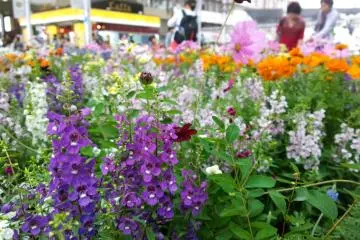 <p>ดอกไม้นานาพันธุ์หลากหลายสีสันกำลังแข่งกันเบ่งบานให้เราได้ชมกันอย่างเพลิดเพลิน</p>