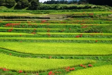 Des amaryllis rouges dans une rizière près de la ville de Yamato dans la préfecture de Kumamoto