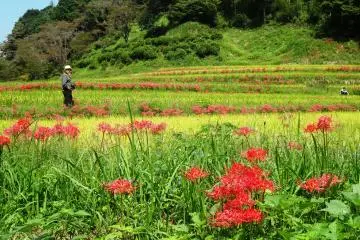 Les Rizières de Kumamoto en Automne