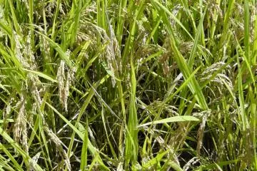 Un gros plan sur des grains de riz