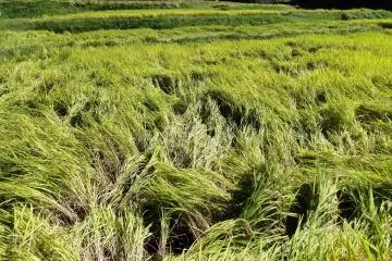 Les agriculteurs drainent les rizières au début de la récolte, ce qui fait "tomber" le riz