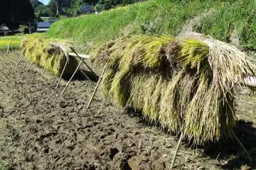 Les tiges de riz sont coupées, regroupées et mises à sécher