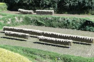 Du riz sèche dans un champ près de la ville de Yamato