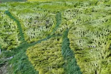 Des rizières prêtes pour la récolte près de Yamato