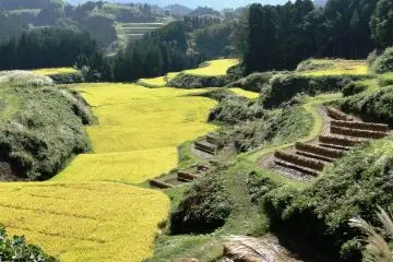 Les rizières de Kumamoto dorent à l'automne