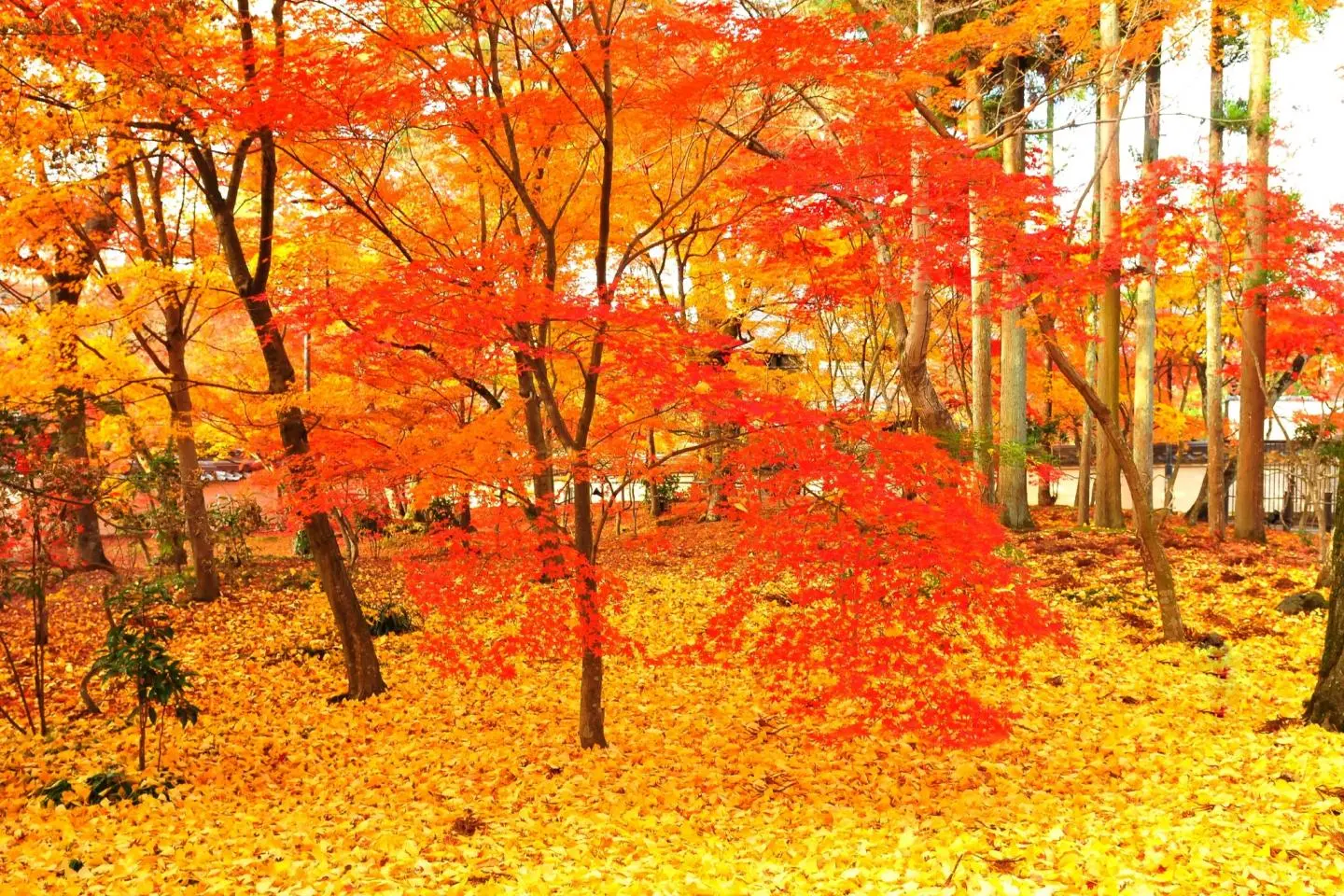 Autumn Foliage of Eikando, Kyoto: 3