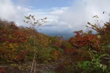 <p>In the autumn, the leaves show their beautiful array of colors</p>