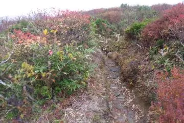 <p>The autumn leaves are usually around from September to October</p>