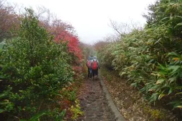 <p>The corridor of flora guides you down the mountain (and protects you from the wind)</p>