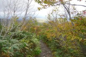 <p>The bare beauty of autumn</p>