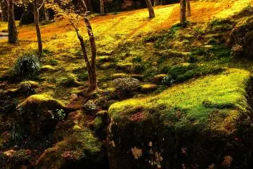 <p>'Sangetsu-an Tea House' in the moss garden</p>