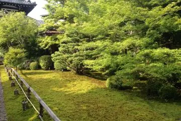 <p>Moss and trees galore</p>