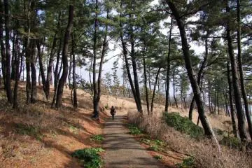 아름다운 소나무로 가득한 공원은 절벽과 접해 있습니다.