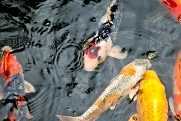 <p>Some very colorful carp swimming around this pond</p>