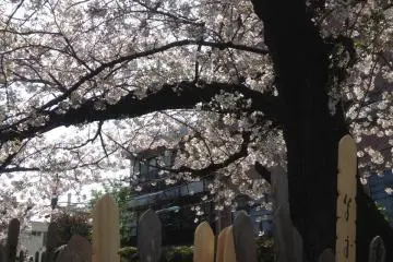 <p>Sobota and cherry blossoms</p>